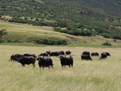 Wetlands Game Lodge