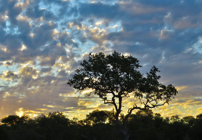 Wildlife Sunset