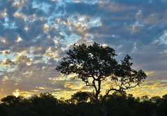 Wildlife Sunset