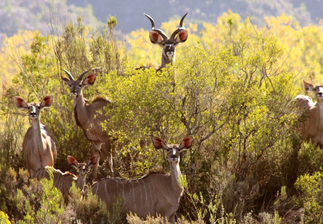 Wildehondekloof Lodge