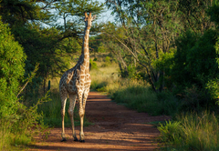 Zebras Crossing