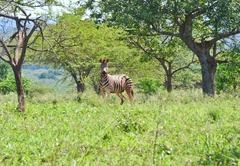 Zululand Lodge