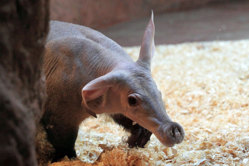 Aardvark Orycteropus afer