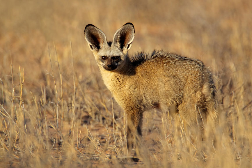 Bat-eared Fox {Otocyon megalotis}