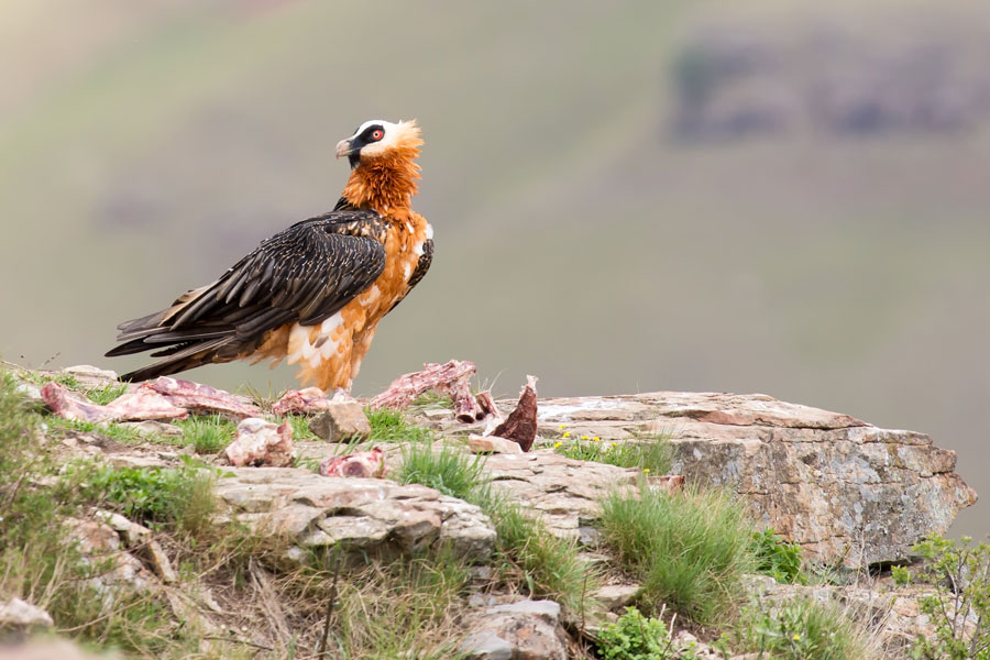 Bearded Vulture {gypaetus Barbatus}