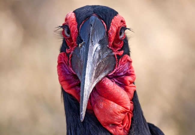 South African Endangered Bird Species