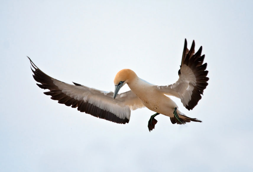 Cape Gannet {morus Capensis}