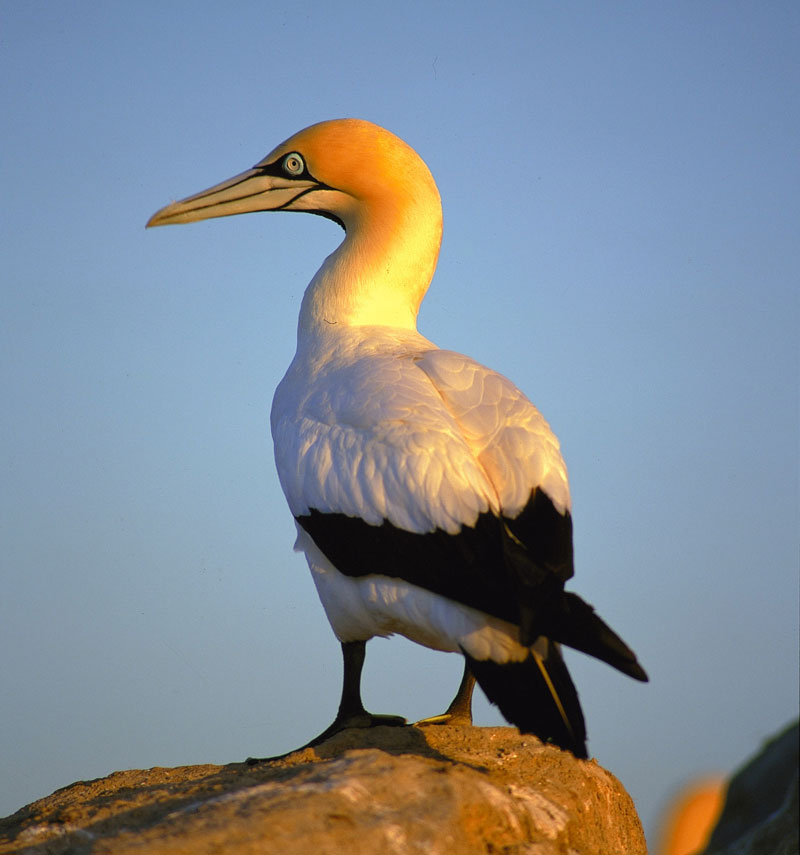 Cape Gannet {morus Capensis}