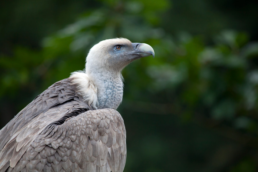 New home for endangered vultures in Eastern Cape