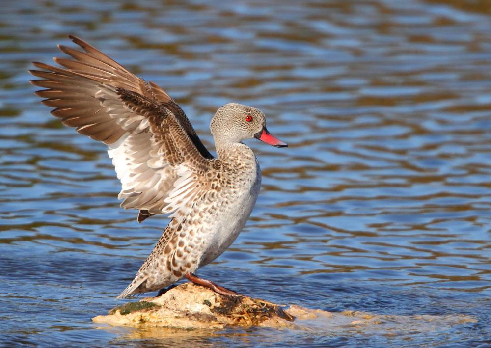 Cape Teal {Anas capensis}