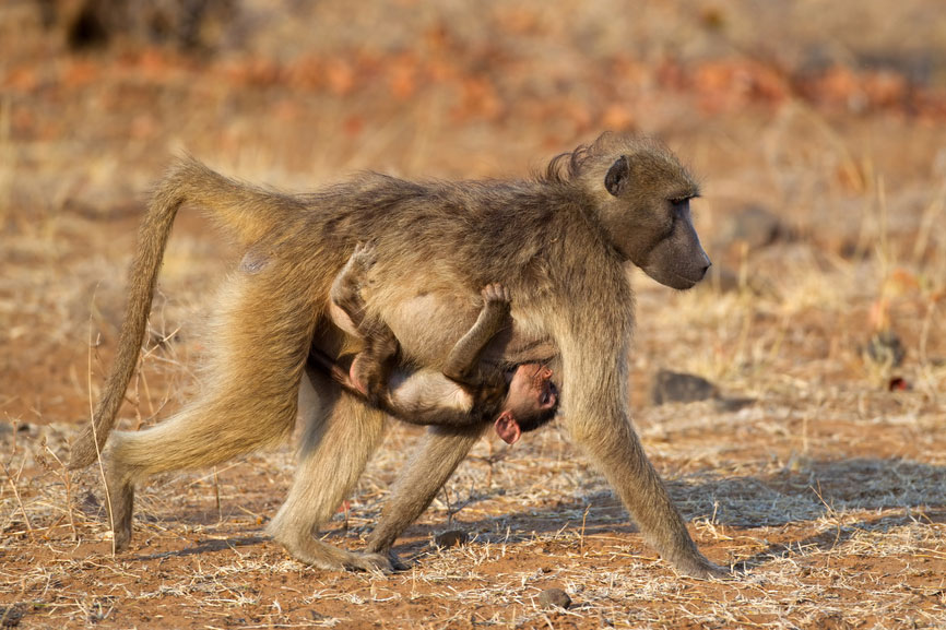 Chacma Baboon {Papio ursinus}