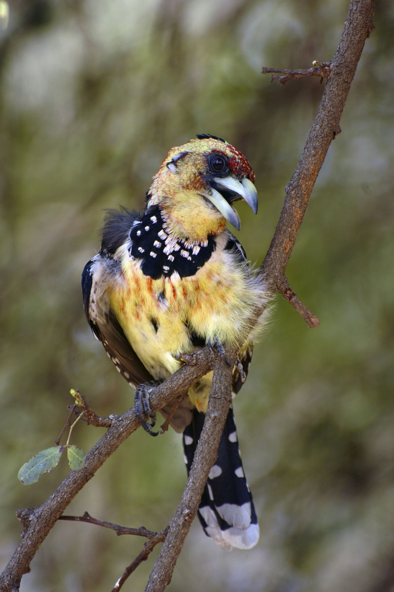 Crested Barbet {Trachyphonus vaillantii}