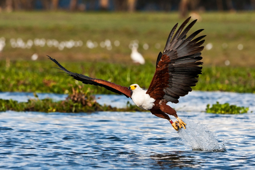 fish eagle sound