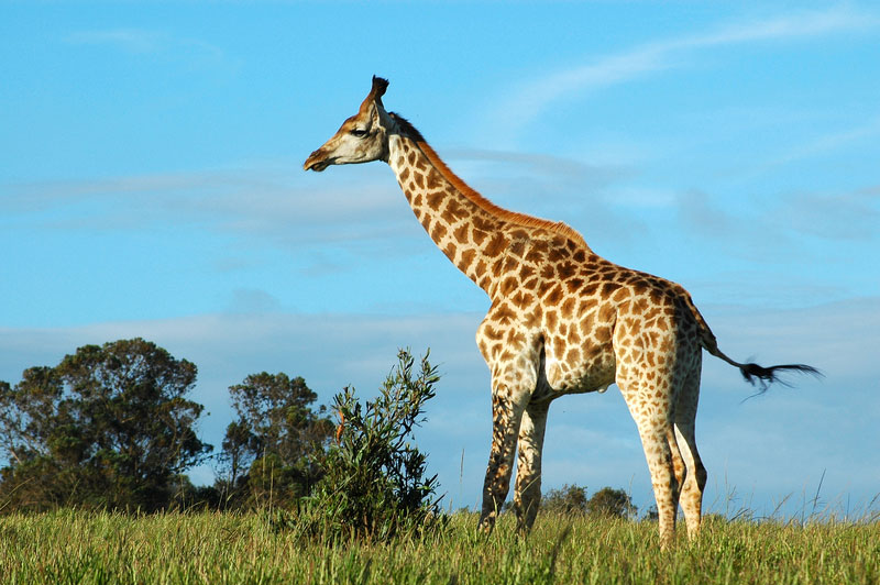 Giraffe {Giraffa Camelopardalis}