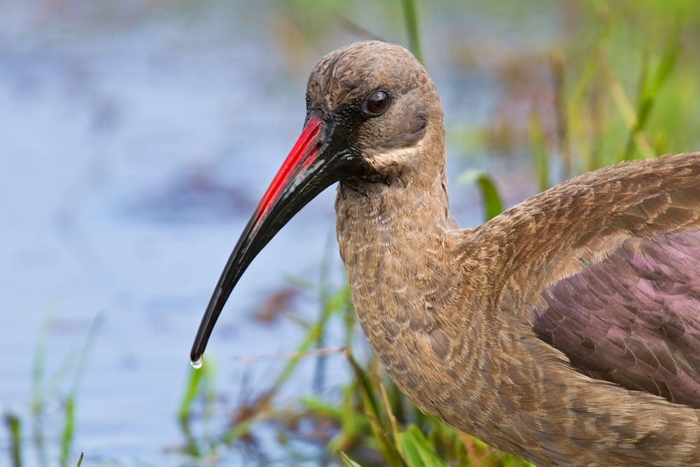 Hadeda Ibis Bostrychia Hagedash