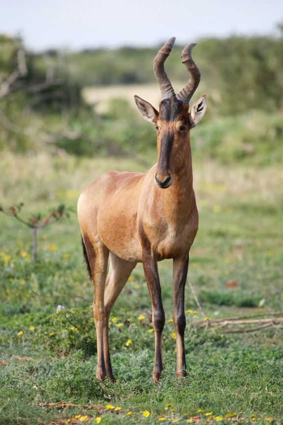 Hartebeest {Alcelaphus Buselaphus}