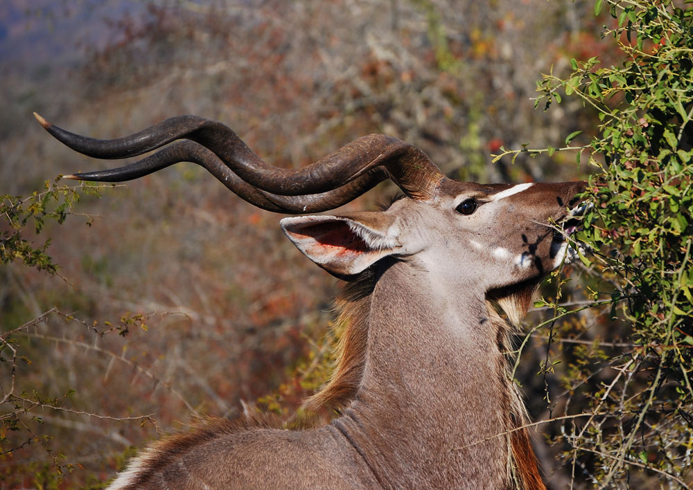 african deer with twisted horns