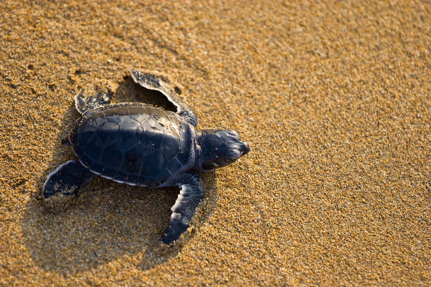 Leatherback Turtle {Dermochelys coriacea}