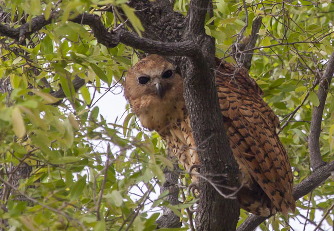 Pel's Fishing Owl {Scotopelia peli}