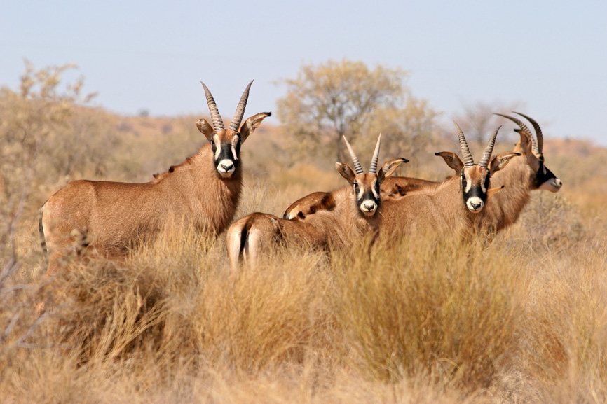roan antelopes antelope hoofed equinus hippotragus ruminant mudumu vakantiearena botswana cloven