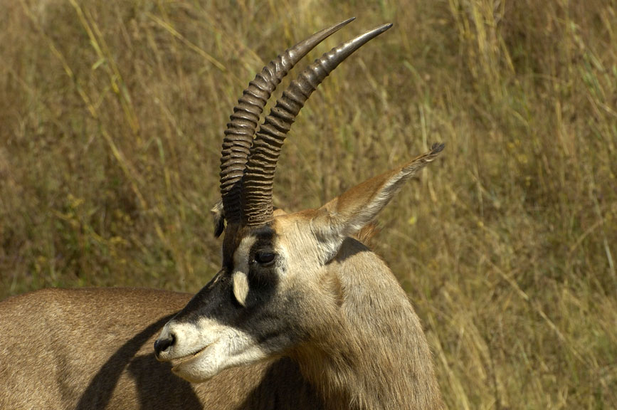 Roan Antelope Hippotragus equinus