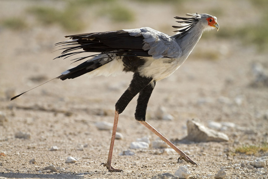 secretary-bird-sagittarius-serpentarius