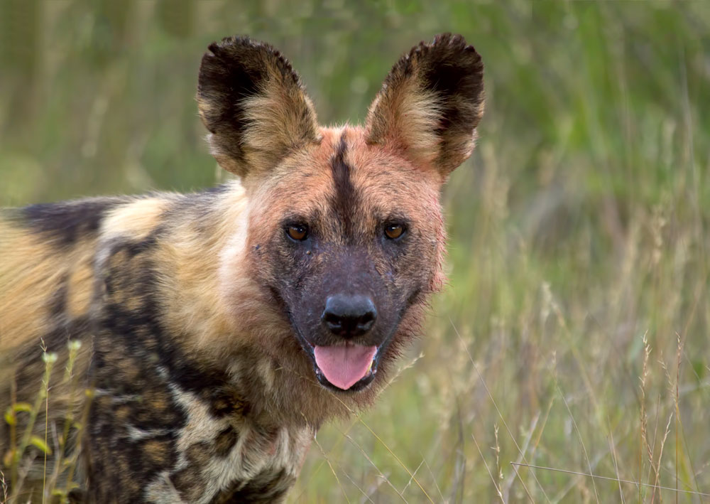 can you keep african wild dogs as pets