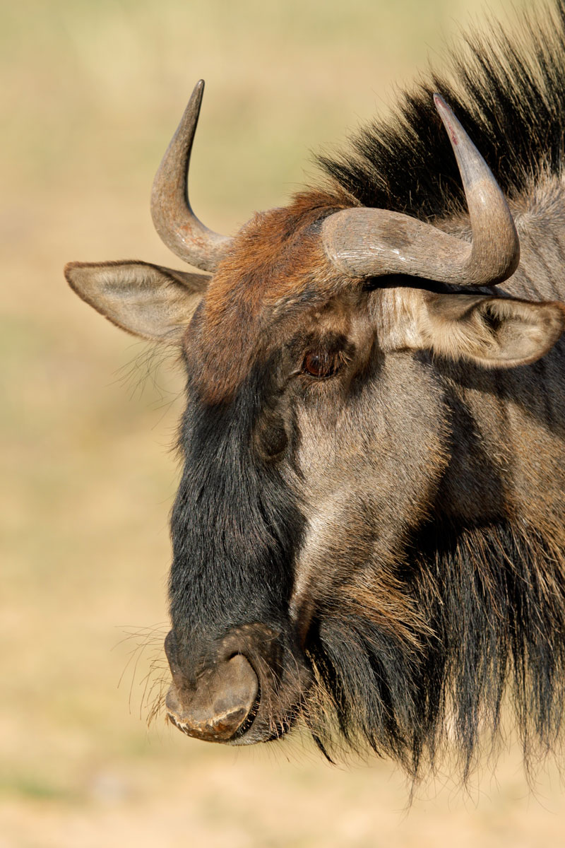 Wildebeest Connochaetes Gnou